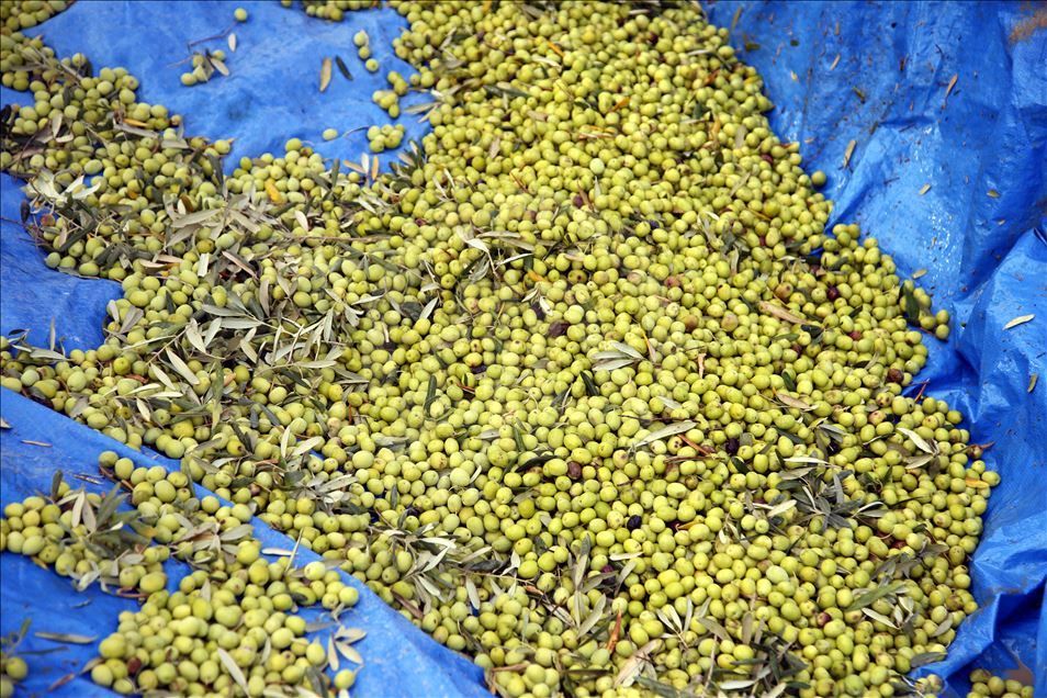 Zeytinde yüksek verim ve kalite üreticiyi sevindirdi