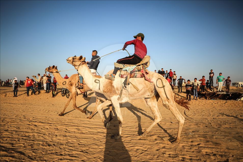 برگزاری مسابقات شتر سواری در غزه
