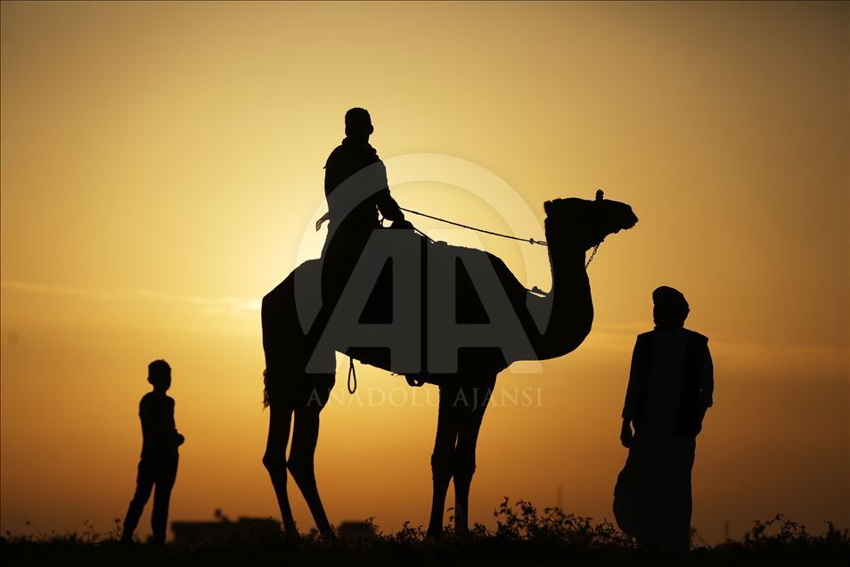 برگزاری مسابقات شتر سواری در غزه