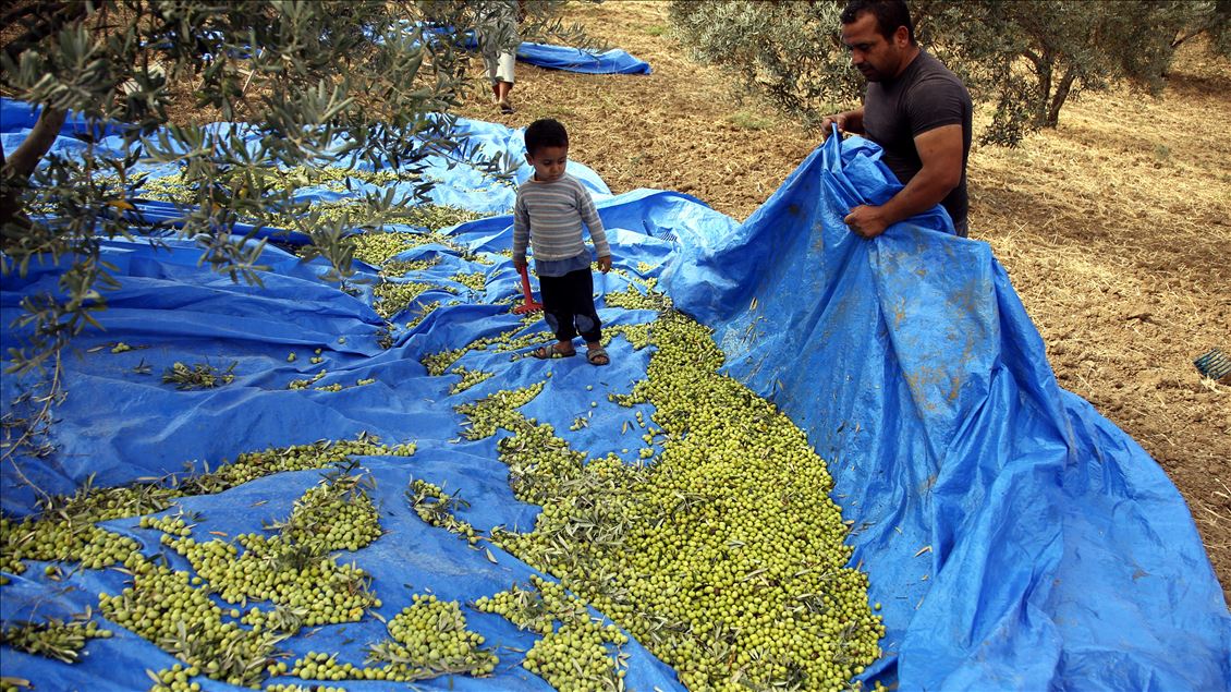 Zeytinde yüksek verim ve kalite üreticiyi sevindirdi
