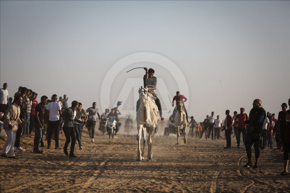 20 جملا يشاركون في أول سباق للهجن بغزة
