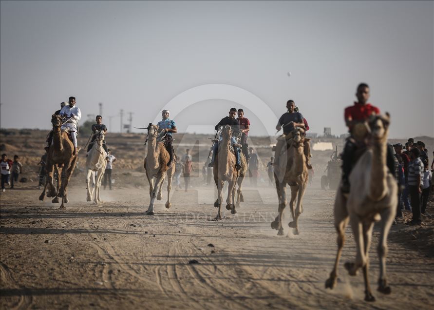 20 جملا يشاركون في أول سباق للهجن بغزة
