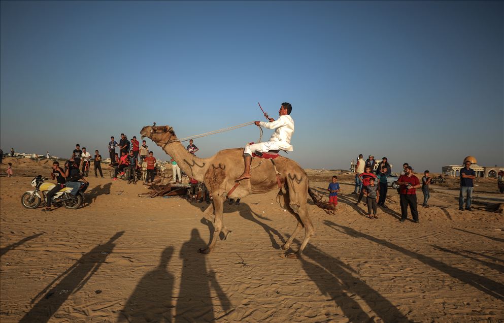Camel race in Gaza