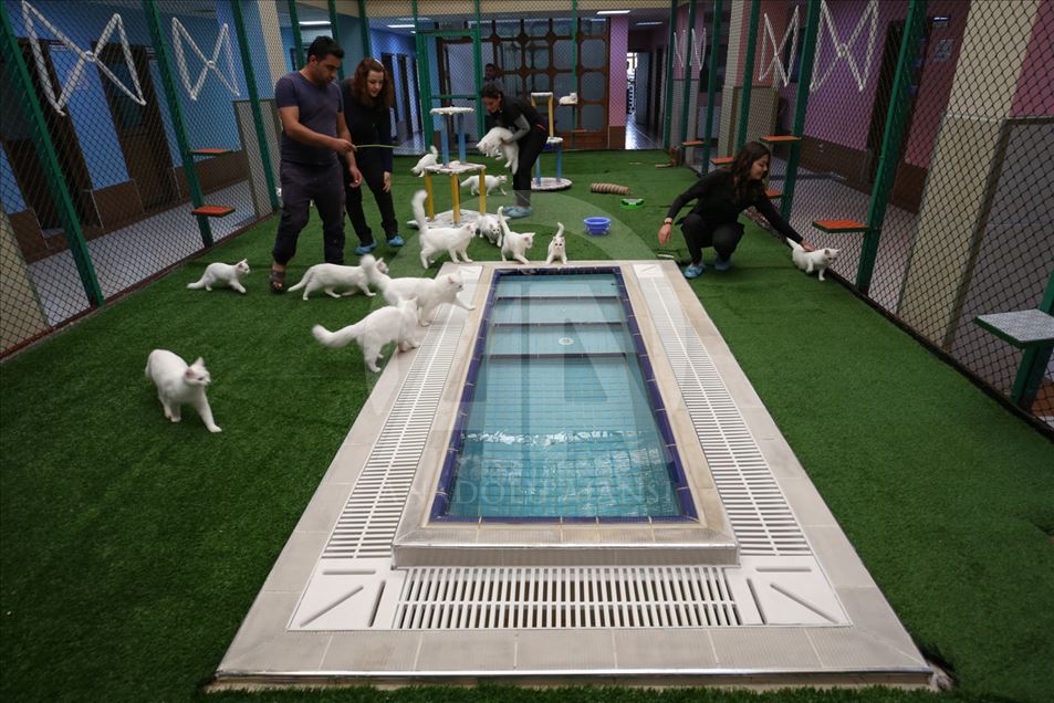 Gatos de Turquía van a concurso de belleza