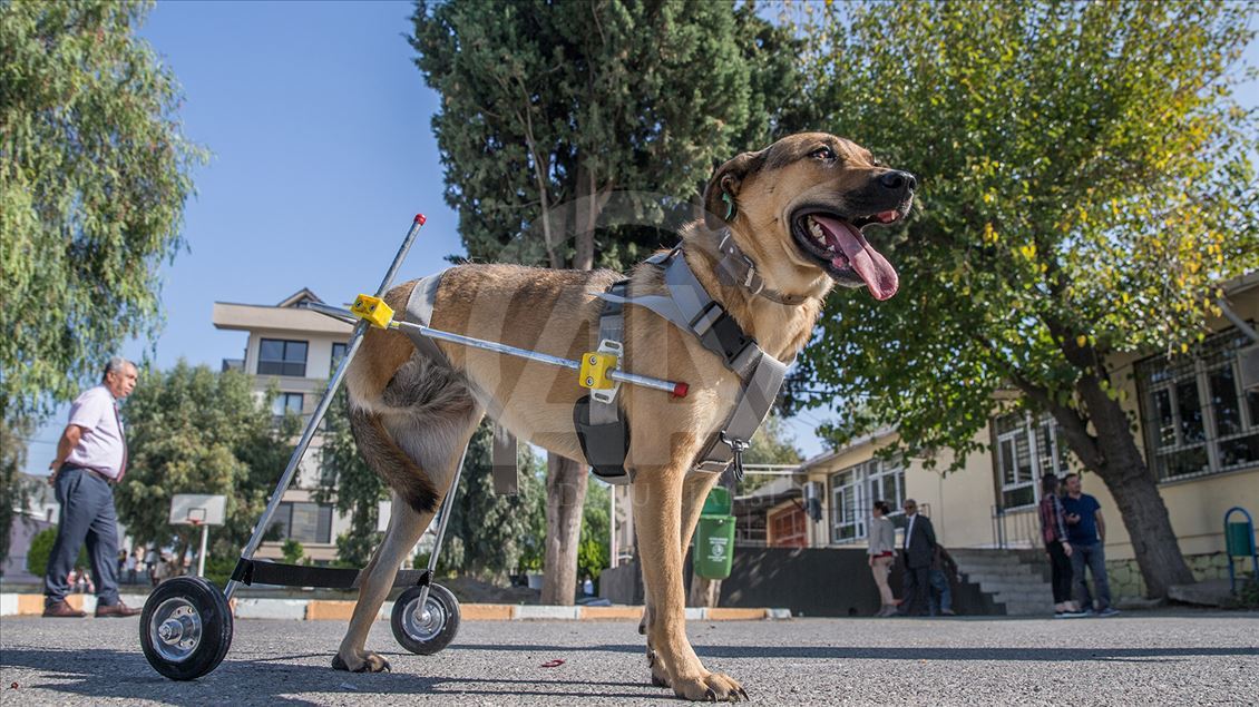 Makeshift wheelchair for handicapped dog