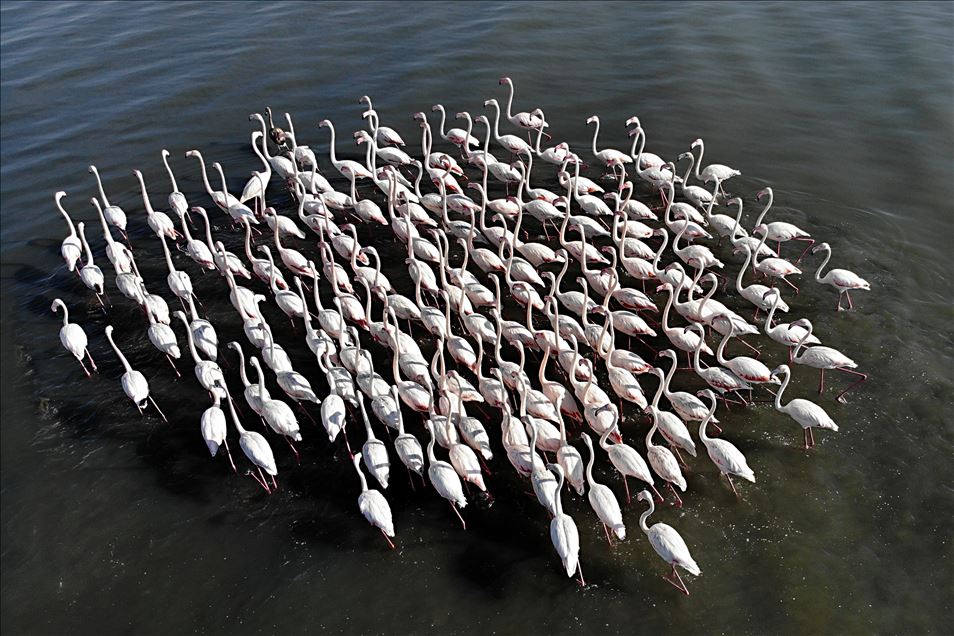 Van Gölü'ndeki flamingoların Afrika göçü başladı
