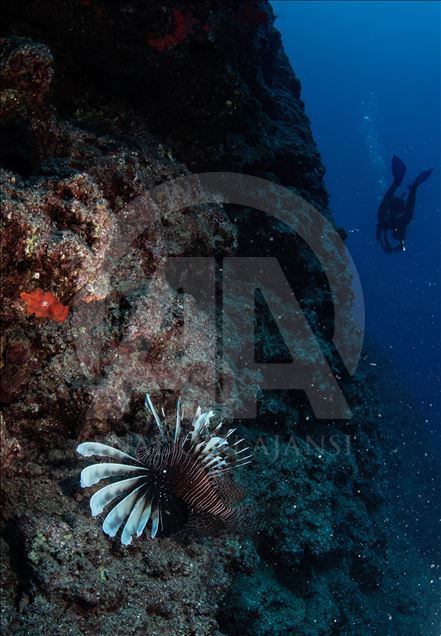 Diving Tourism in ancient Lycian coastal town of Olympos