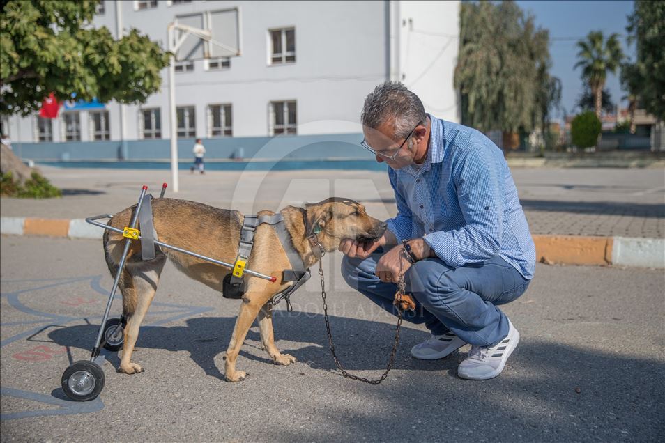Makeshift wheelchair for handicapped dog