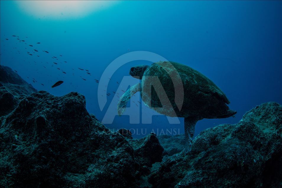 Diving Tourism in ancient Lycian coastal town of Olympos