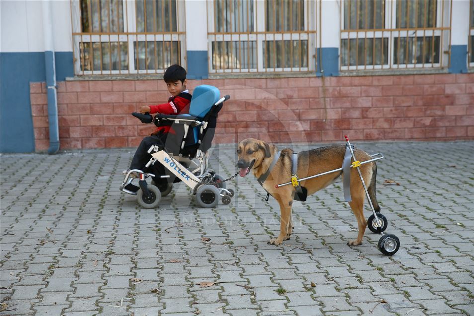 Makeshift wheelchair for handicapped dog