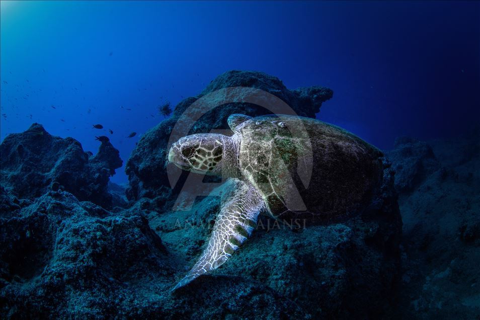 Diving Tourism in ancient Lycian coastal town of Olympos