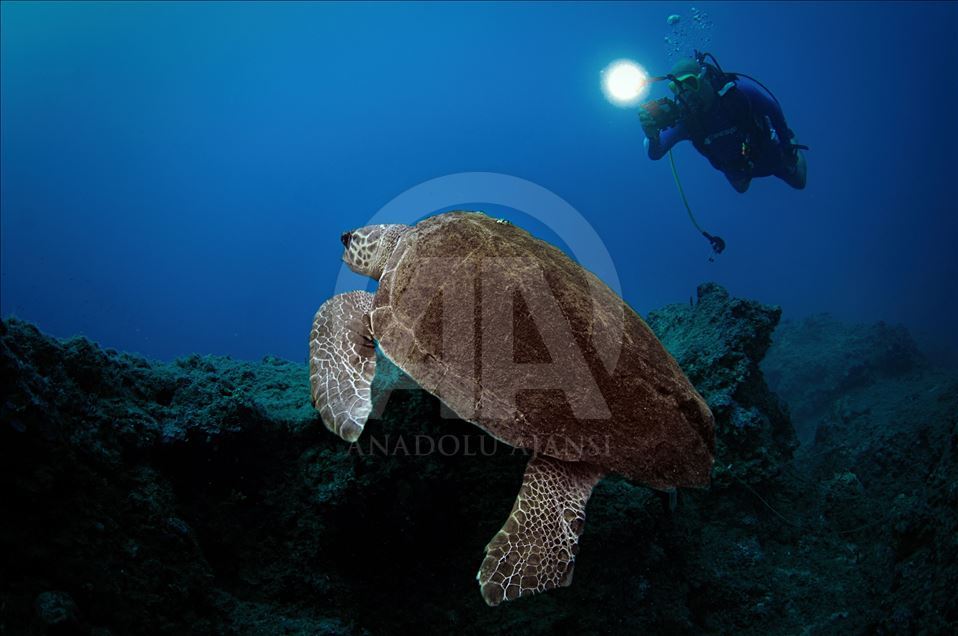 Diving Tourism in ancient Lycian coastal town of Olympos