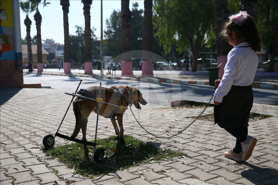 Makeshift wheelchair for handicapped dog