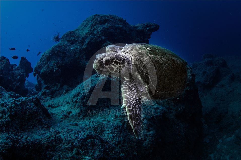 Diving Tourism in ancient Lycian coastal town of Olympos