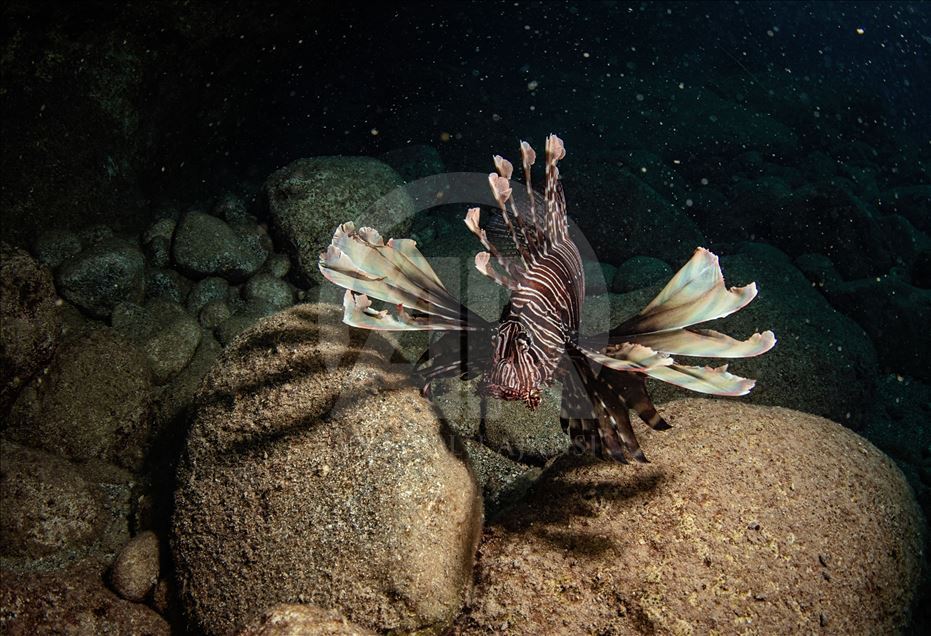 Diving Tourism in ancient Lycian coastal town of Olympos