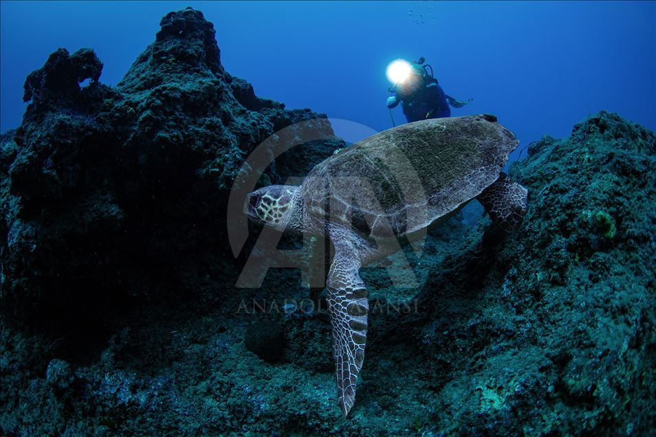 Diving Tourism in ancient Lycian coastal town of Olympos