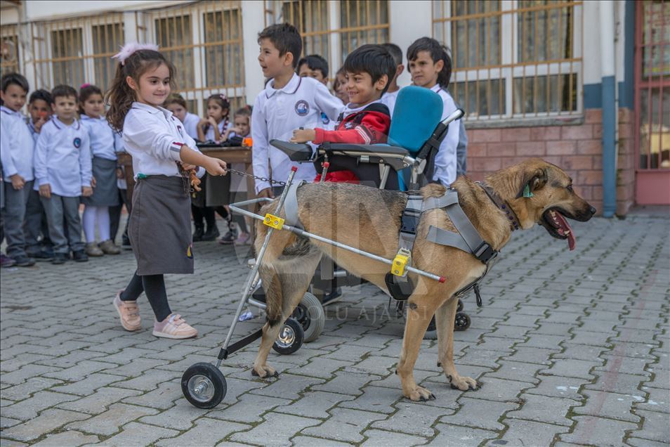 Makeshift wheelchair for handicapped dog