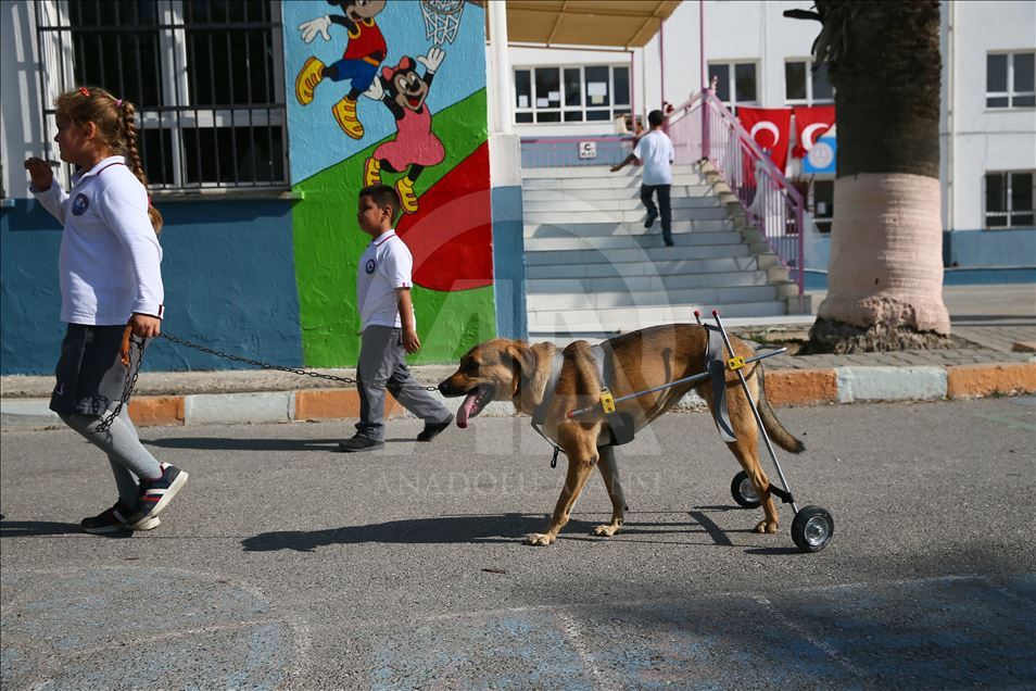 Makeshift wheelchair for handicapped dog