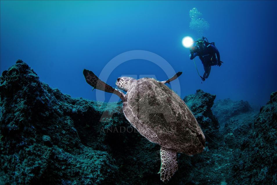 Diving Tourism in ancient Lycian coastal town of Olympos