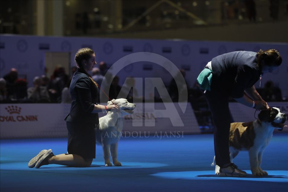 Exposición Internacional de Perros en Moscú