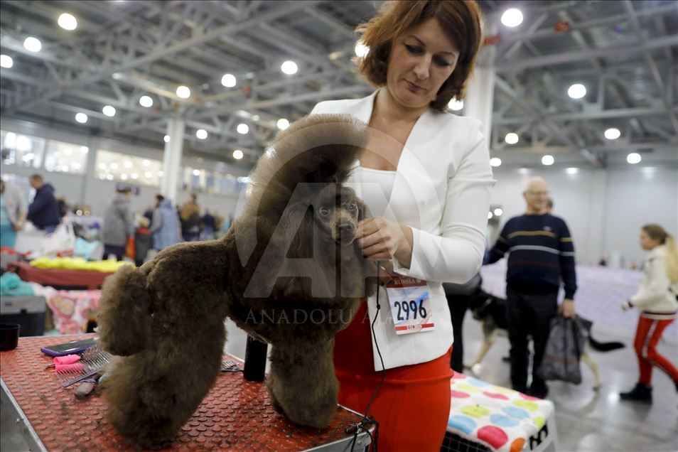 Exposición Internacional de Perros en Moscú