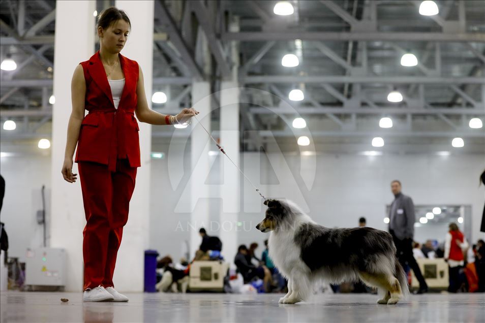 Exposición Internacional de Perros en Moscú