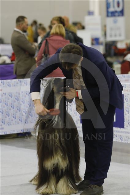 Exposición Internacional de Perros en Moscú