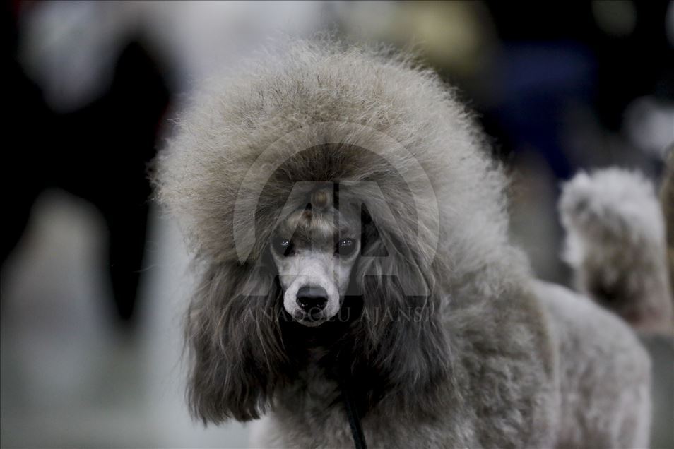 Exposición Internacional de Perros en Moscú