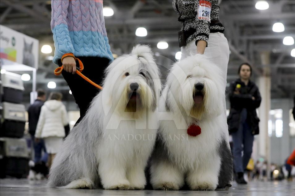 Exposición Internacional de Perros en Moscú