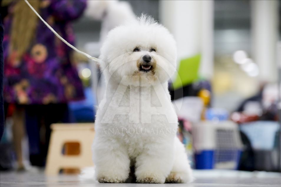 Exposición Internacional de Perros en Moscú