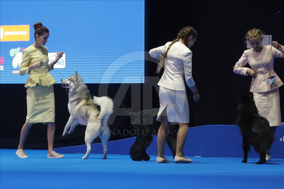 Exposición Internacional de Perros en Moscú