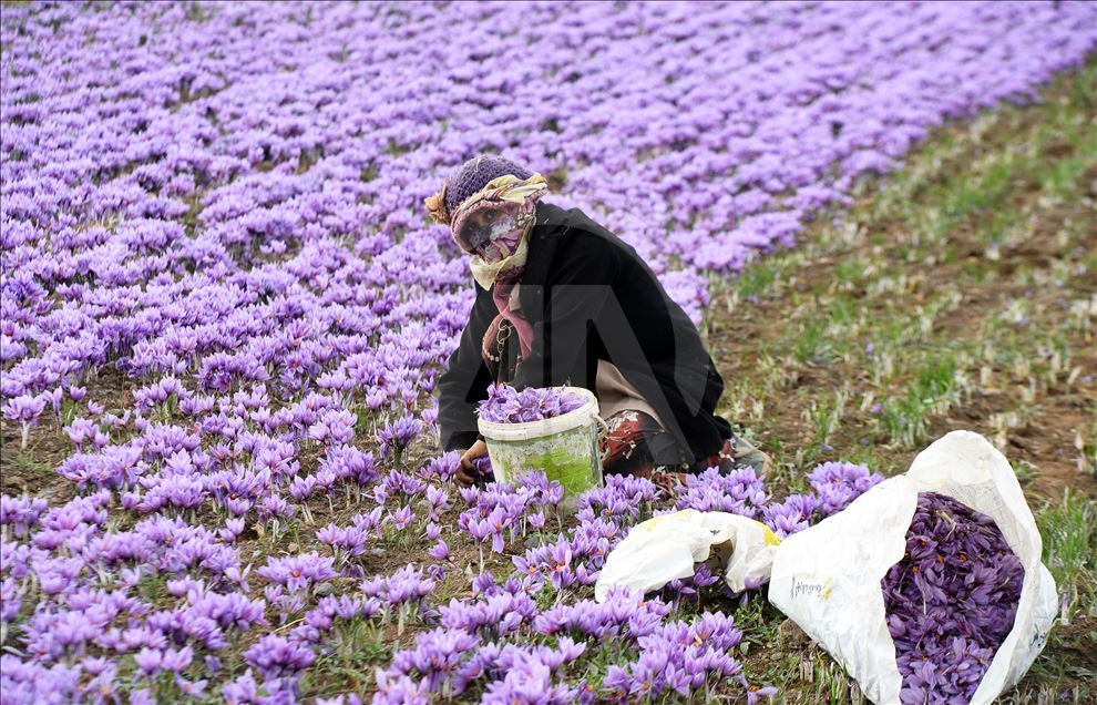 В Иране начался сбор урожая шафрана 
