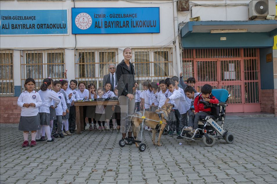 Mehmet öğretmen sakat hayvanlara "ayak" oluyor