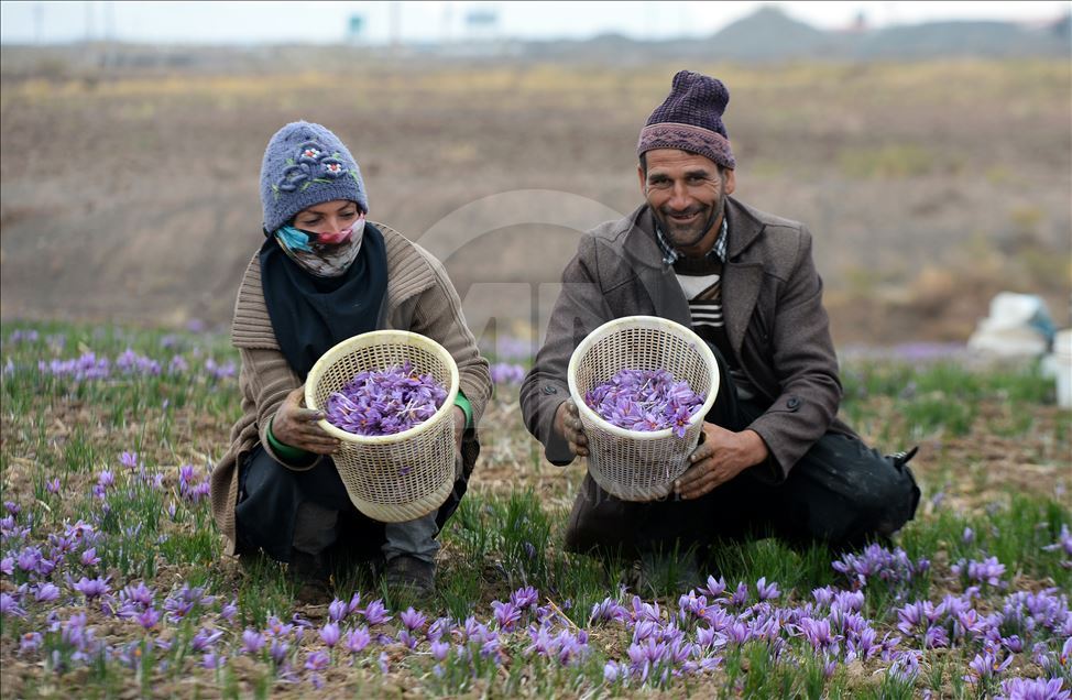 İran'da safran hasadı