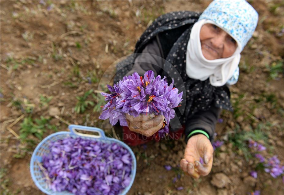 В Иране начался сбор урожая шафрана 

