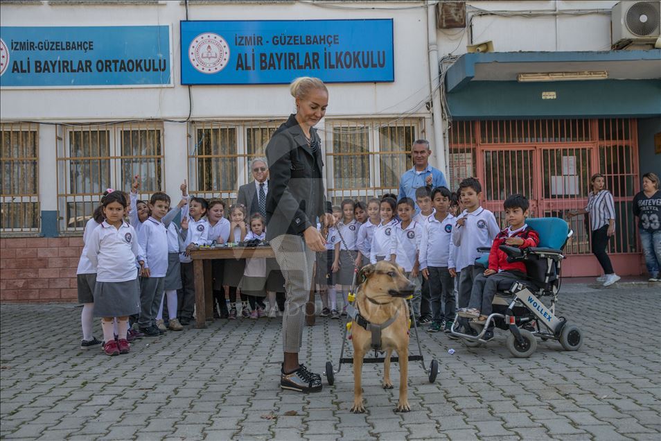 Mehmet öğretmen sakat hayvanlara "ayak" oluyor