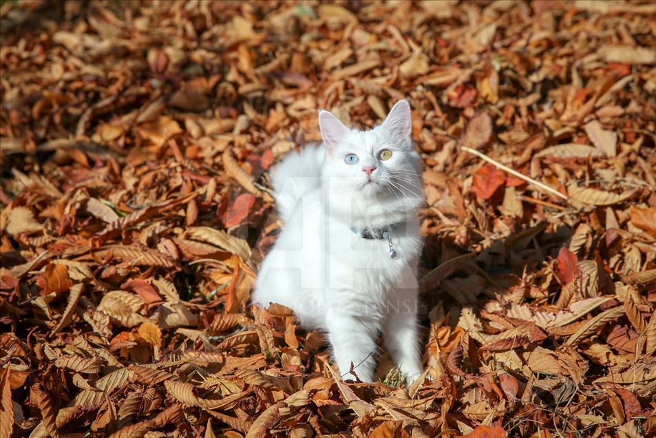 El gato que ganó el torneo internacional de ‘Gatos Felices’