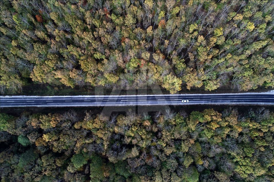 Autumn in Longoz Forests - Anadolu Ajansı