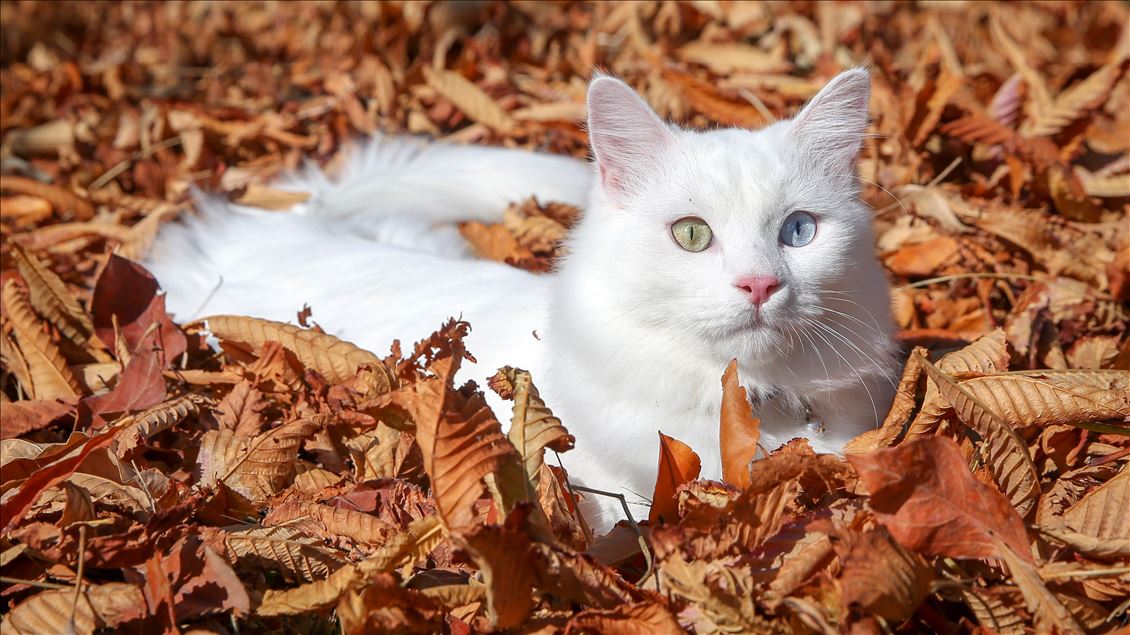 Van kedisi "Su" en güzel kedi seçildi