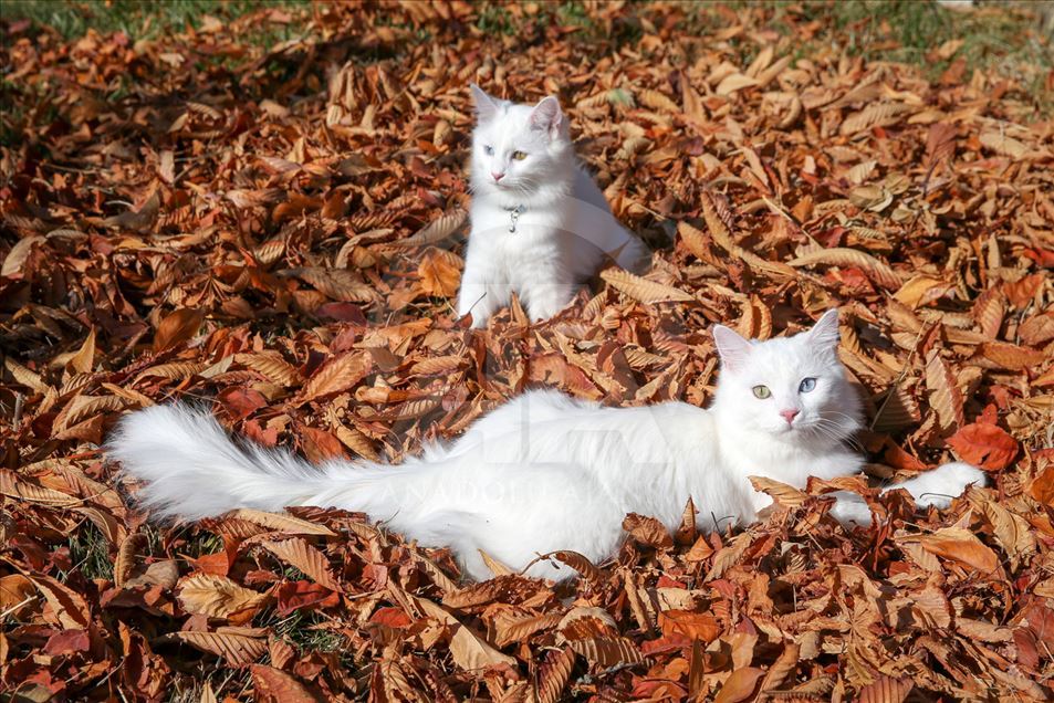 El gato que ganó el torneo internacional de ‘Gatos Felices’