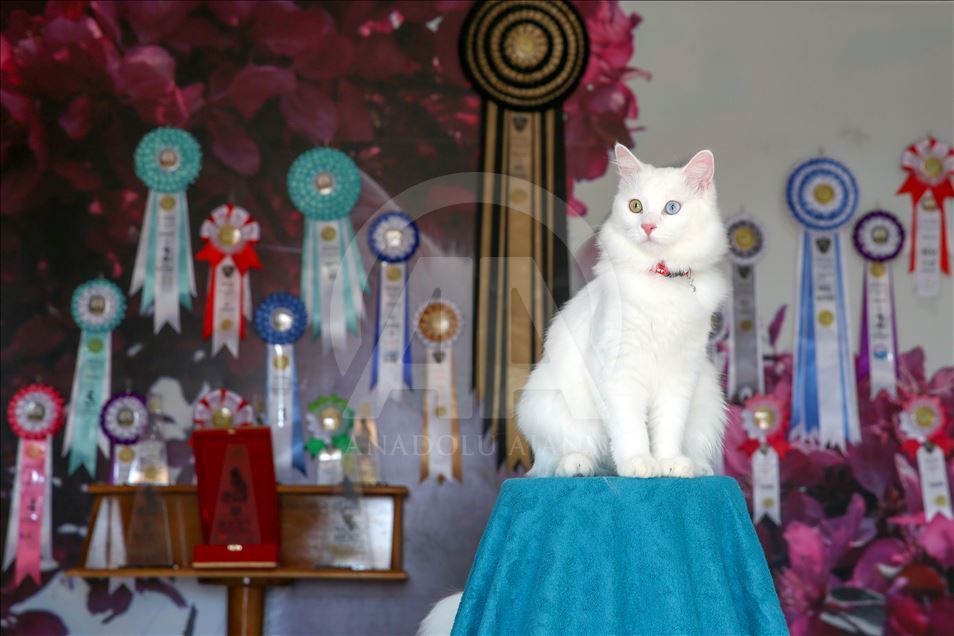 Van kedisi "Su" en güzel kedi seçildi