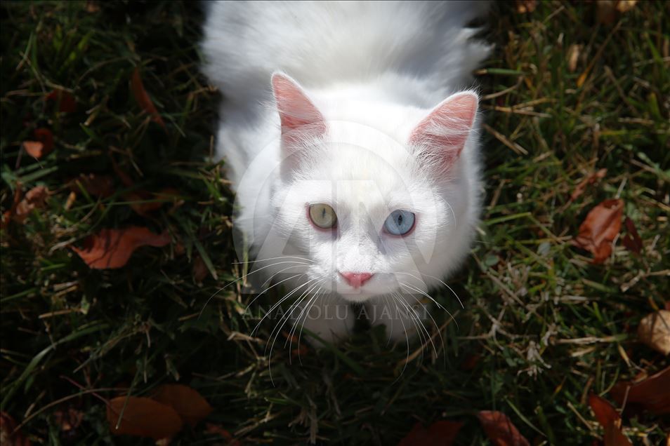 Van kedisi �Su� en güzel kedi seçildi