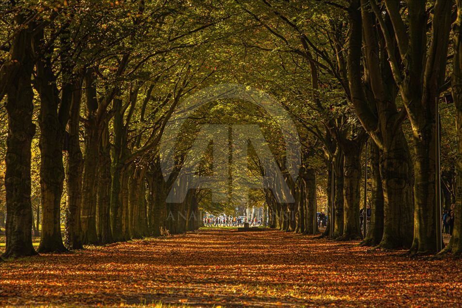 El encanto del otoño en los Países Bajos