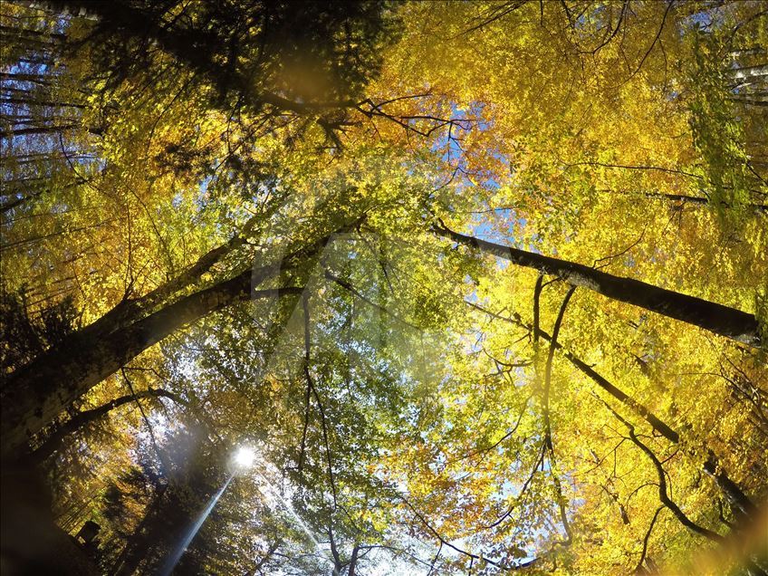 Најубавите бои на есента во Турција низ објектифот на фоторепортерот на АА