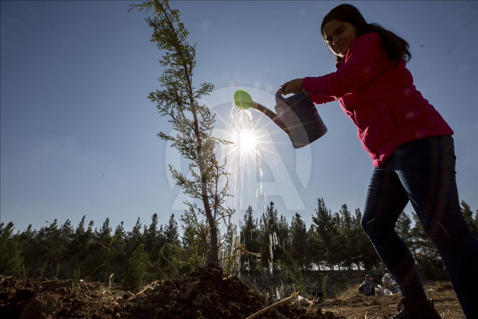 Massive forestation campaign with over 11 million saplings