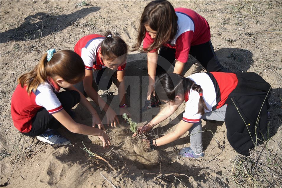 Massive forestation campaign with over 11 million saplings