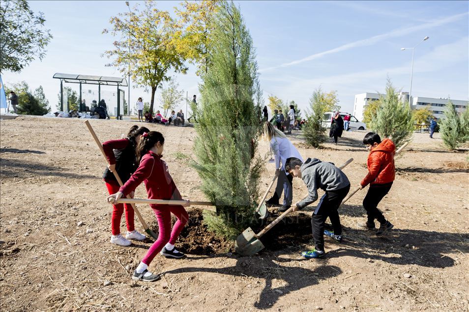 Massive forestation campaign with over 11 million saplings