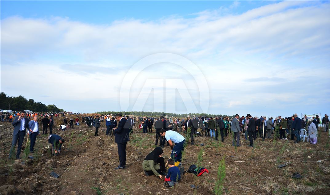 Turkey plants 11 million saplings for greener future