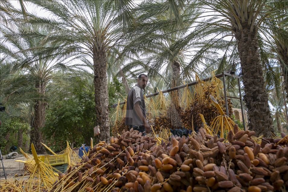 La saison des dattes en Tunisie. Un coût de production élevé gâche le bonheur de la récolte