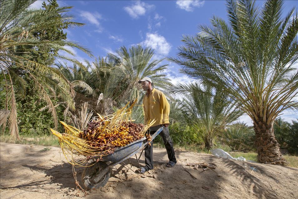 La saison des dattes en Tunisie. Un coût de production élevé gâche le bonheur de la récolte